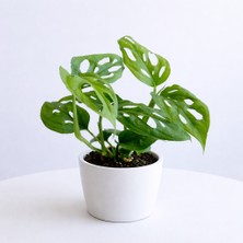 Tomurcuk Trend Monstera Adansonii – Maymun Maskesi Delikli Salon Bitkisi