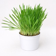 Tomurcuk Trend Kedi Çimi (Cat Grass) – Kediler Için Doğal Yeşil Bitki