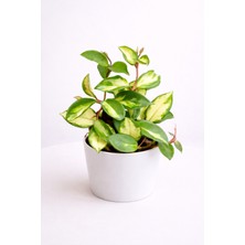 Tomurcuk Trend Hoya Carnosa Tricolor – Alacalı Mum Çiçeği