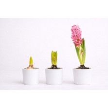 Tomurcuk Trend Sümbül (Hyacinthus) – Saksılı Kokulu Soğanlı Çiçek
