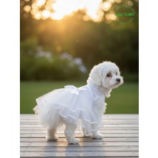 Gobo Şık Tasarım Gelinlik & Doğum Günü Abiyesi Kedi Köpek Parti Kıyafeti Elbisesi