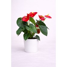 Tomurcuk Trend Antoryum (Anthurium) – Uzun Ömürlü Çiçekli Salon Bitkisi
