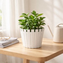 Poliva Home Akasya Pastel Saksı 1 Litre 14 cm Plastik Drenaj Izgaralı Çiçek Saksısı Katüs Skulent Saksı