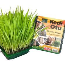 Meraklı Bahçeci Kedi Çimi - Kedi Sindirim Sistemini Rahatlatıcı Sağlıklı Kedi Otu