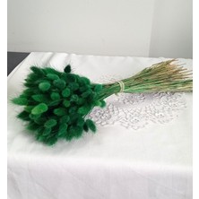 Birlik Pamuk Otu  Lagurus  Kuru  Çiçek  Yeşil