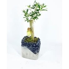 Ağacı Bonsai & Gri Siyah Lena Beton Saksıda Hediyelik Canlı Çiçek BALFLOWERDESİGN-2604