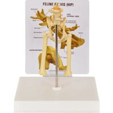 EgeAnatomi Maketleri Kedi Patolojik Kalça Eklemi Modeli - 19X15.5X9CM
