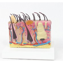 EgeAnatomi Maketleri Köpek Deri Modeli - Köpek Deri Maketi, 17*13*13.5cm