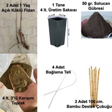 Fidan & Peyzaj -Balkonda Ahududu Yetiştirme Seti (Aynı Yıl Meyve)