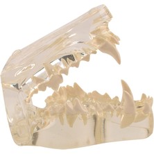 EgeAnatomi Maketleri Köpek Diş Modeli - Şeffaf Köpek Çene Kemiği, Veterinerlik Eğitimi - Köpek Diş Maketi - 8x4.7x2.5cm