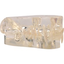 EgeAnatomi Maketleri Kedi Diş Modeli - Kedi Dişleri ve Şeffaf Çene Veteriner Eğitim Aracı - Kedi Diş Maketi - 7x9.5x5.5cm