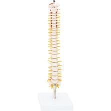EgeAnatomi Maketleri Yarım Boy Omurga Model (42 Cm) - Omurga Maketi