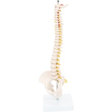 EgeAnatomi Maketleri Yarım Boy Omurga ve Pelvis Modeli (42 Cm) - Omurga Maketi