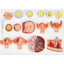 EgeAnatomi Maketleri Döllenme ve Erken Embriyo Gelişimi Modeli (16 Bölüm) - Fetüs Gelişim Süreci Maketi