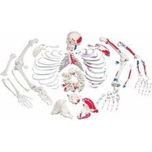 EgeAnatomi Maketleri Kasları Gösteren Parçalı Iskelet Maketi, Insan Iskelet Modeli