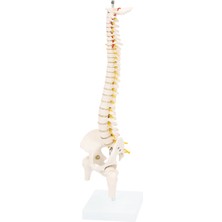 EgeAnatomi Maketleri Yarım Boy Omurga Maketi, Pelvis ve Femur Başlarıyla Birlikte (45 Cm) - Insan Omurga Modeli