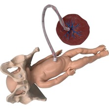 EgeAnatomi Maketleri Doğum Modeli Seti (Pelvis, Fetal Bebek ve Plasenta) - Pelvis Maketi - Bebek Maketi