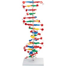 EgeAnatomi Maketleri Dna Modeli - Dna Maketi