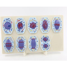 EgeAnatomi Maketleri Mitoz Model 9 Aşama