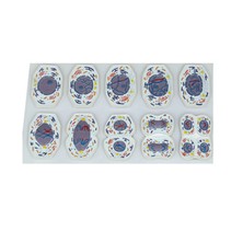 EgeAnatomi Maketleri Mayoz Modeli 10 Parça