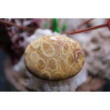 Aries 26.50CT 29.6X22.3MM Natural Coral Fossil