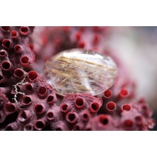 Aries 8.25CT 18.7X12.1MM Natural Golden Rutilated Quartz