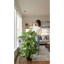 Arslanfidan Pothos Sarmaşığı