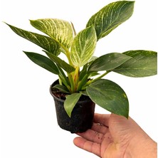 Arslanfidan Filodendron Birkin - Philodendron Birkin