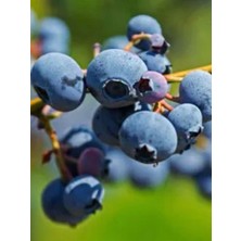 Arslanfidan Yaban Mersini Fidanı - Blueberry