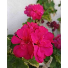 Hobi Katmerli Top Sardunya