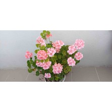 Hobi Katmerli Top Sardunya