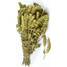 Furkan Telbisoğlu Maraş Yöresi Adaçayı Demet ( Yeni Mahsül, Doğal Kurutulmuş, Elenmiş ) 50GR Maraş Yöresi