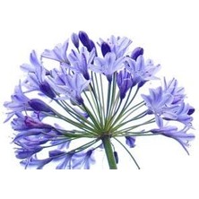 Miracle Agapanthus Afrika Nil Süseni Şefkat Çiçeği Tohumu (5 Tohum)