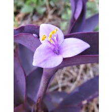 Arslanfidan Mor Telgraf Çiçeği