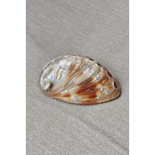 Pozitif Doğal Taş Orta Boy Abalone Shell Renkli Istiridye Kabuğu 116-2