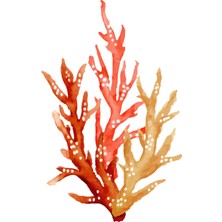 Fuart.Co Ateşli Mercan Dijital Baskı Poster (Çerçevesiz)Sea World Poster Serisi Sefu