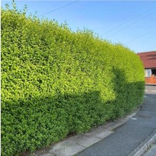 Ases Tüplü 10 Adet Çitbitkisi Ligustrum(Kurtbağrı) Fidanı Boy 150-180 cm