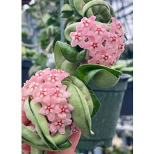 Arslanfidan Mum Çiçeği ( Hoya Carnosa )