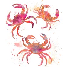 Fuart.Co Yengeçlerin Dansı Dijital Baskı Poster (Çerçevesiz)Sea World Poster Serisi Sefu