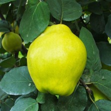 Ases Tüplü EGE22 Ayva Fidanı,yaş 3 Boy 150-180 cm