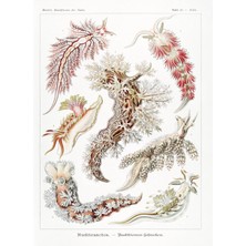 Fuart.Co Mercan Rüyası Antik Deniz Serisi Dijital Baskı Duvar Posteri (Çerçevesiz) Adfu