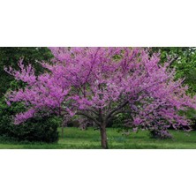 Ases 4 Yaş Saksıda Mor Erguvan Ağacı Boy 180-200 cm