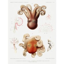 Fuart.Co Antik Yazma Antik Deniz Serisi Dijital Baskı Duvar Posteri (Çerçevesiz) Adfu