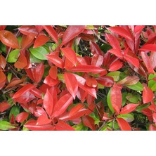 Ases Saksıda Büyük Boy,çok Dallı Alev Çalısı Boy 220-250 cm