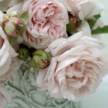 Yediveren Tüplü Kordes Constanze Mozart Parfüm Kokulu Gül Fidanı