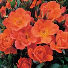 Tüplü Koleksiyonluk Nadir Kordes Saffron Turuncu Sarmaşık Yediveren Gül Fidanı