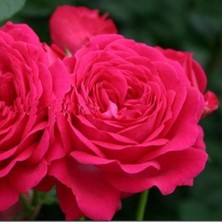 Yediveren Tüplü Esmeralda Fc Çok Goncalı Gül Fidanı