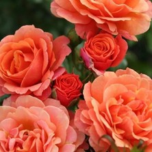 Tüplü Kordes Soğuğa Dayanıklı Çok Goncalı Orange Juwel Yediveren Gül Fidan