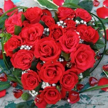 Yediveren Tüplü Hybrid Tea Roses Amore Fc Soğuğa Dayanıklı Masal Gülü Fidanı