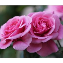 Yediveren Tüplü Parfüme Yoğun Kokulu Katya Gül Fidanı